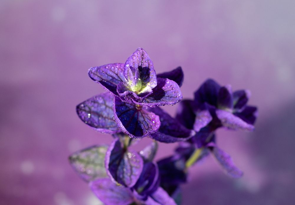 Photograph by Елена Куртеева