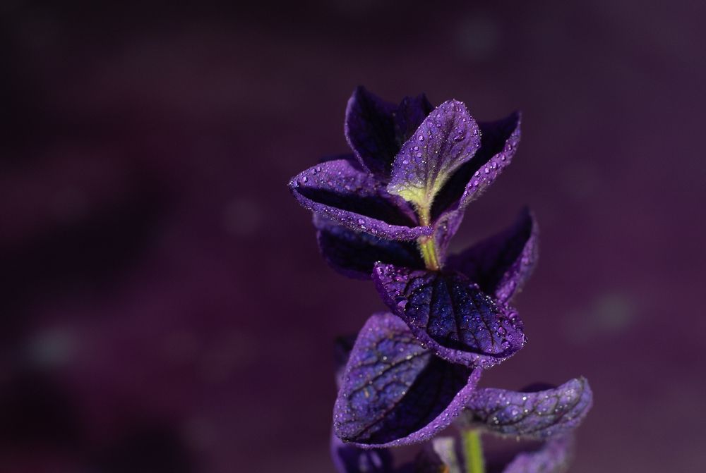 Photograph by Елена Куртеева