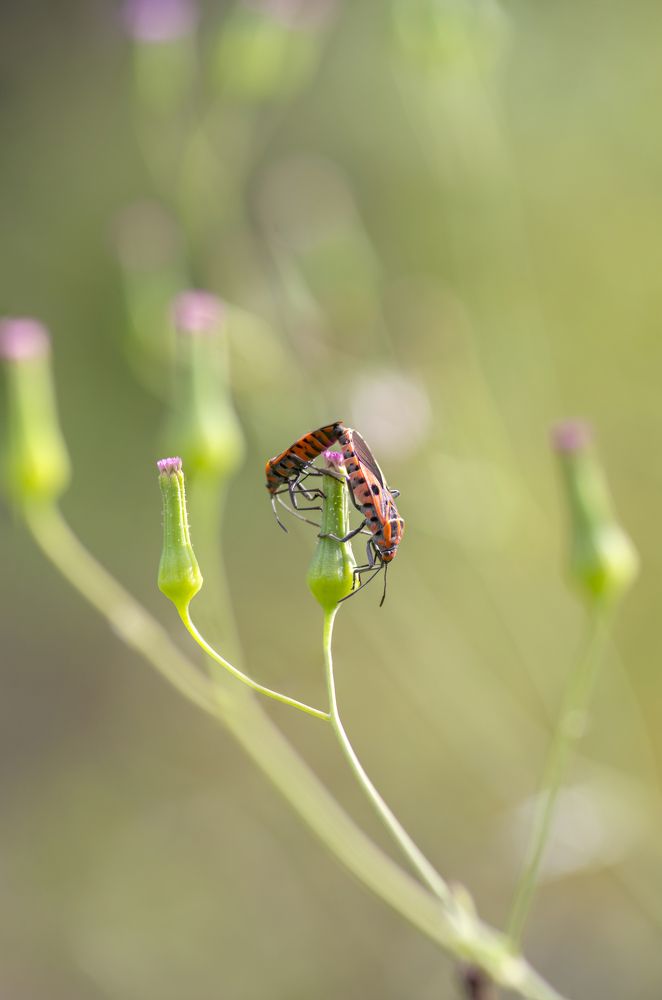Фотография автора Thien Thanh