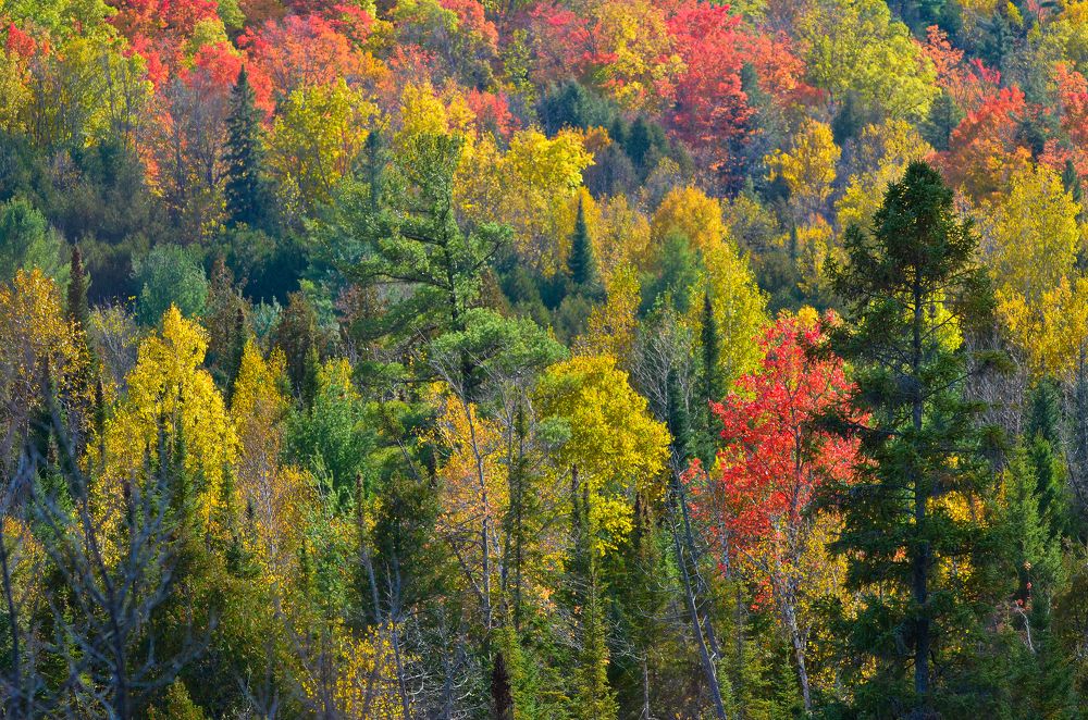 Photograph by Ken Oliver