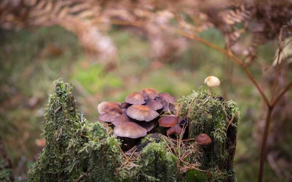 Photograph by Анна Панеева