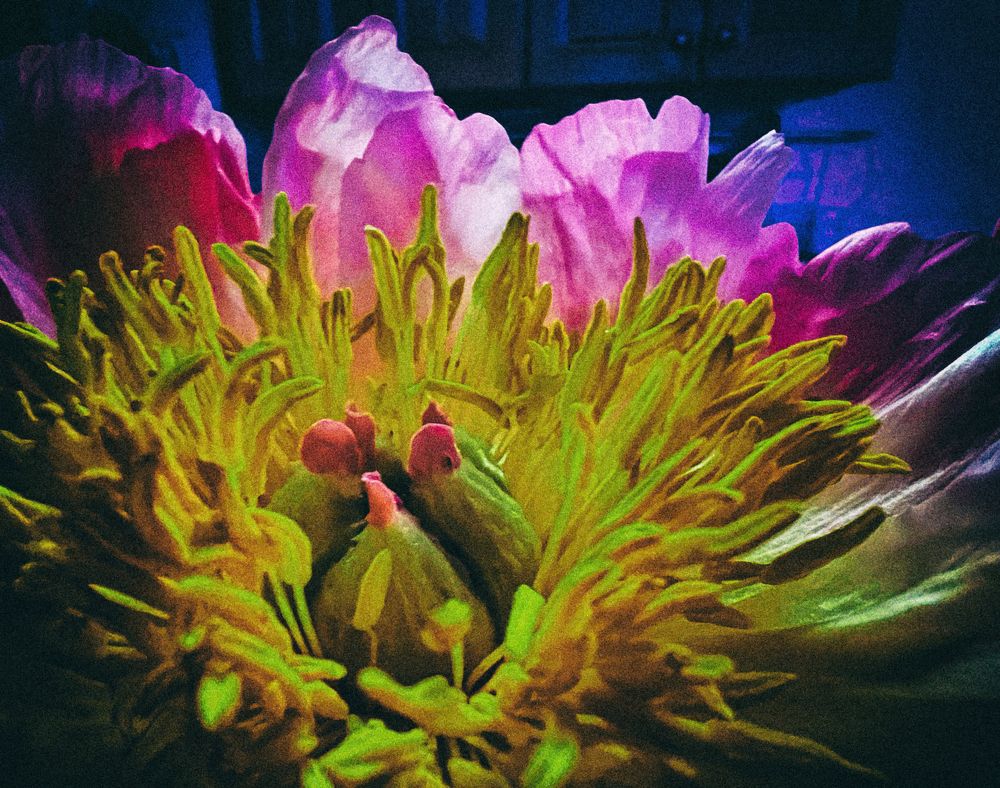 Photograph by Lana Cardi