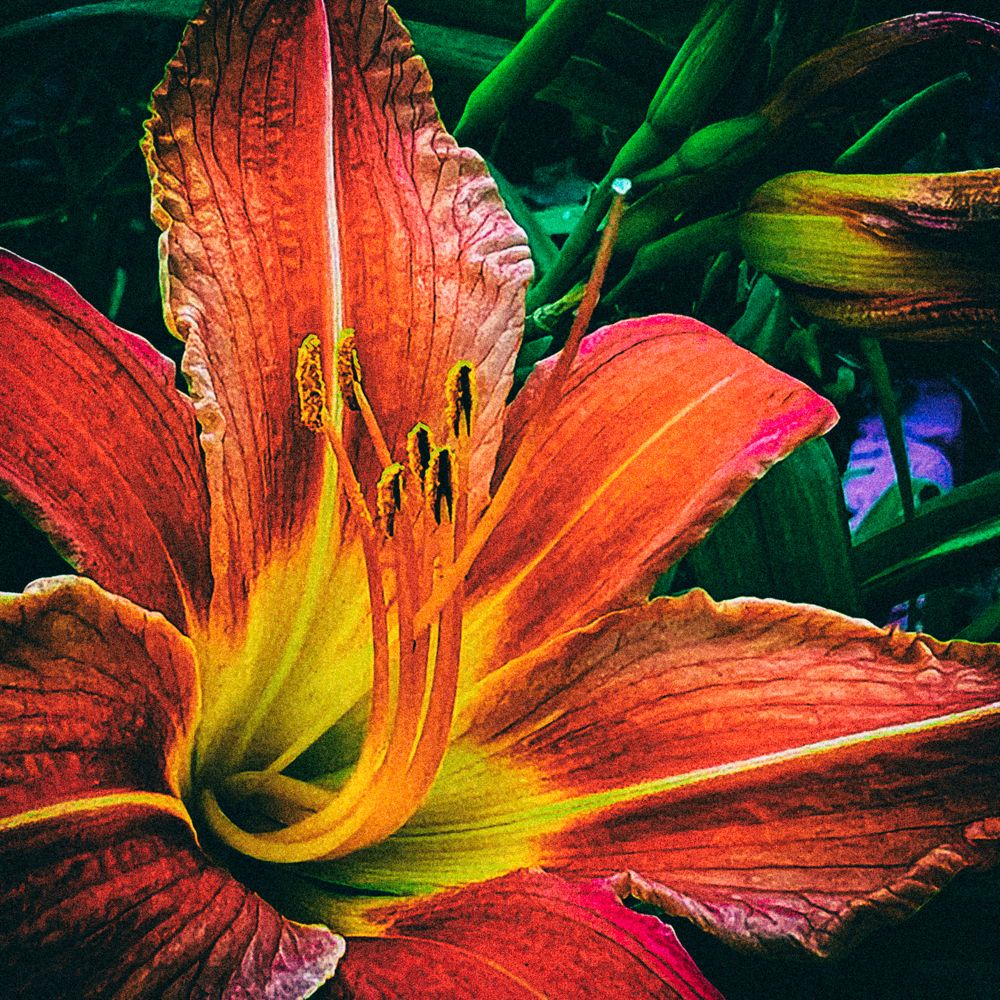 Photograph by Lana Cardi