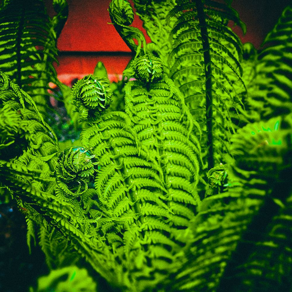 Photograph by Lana Cardi