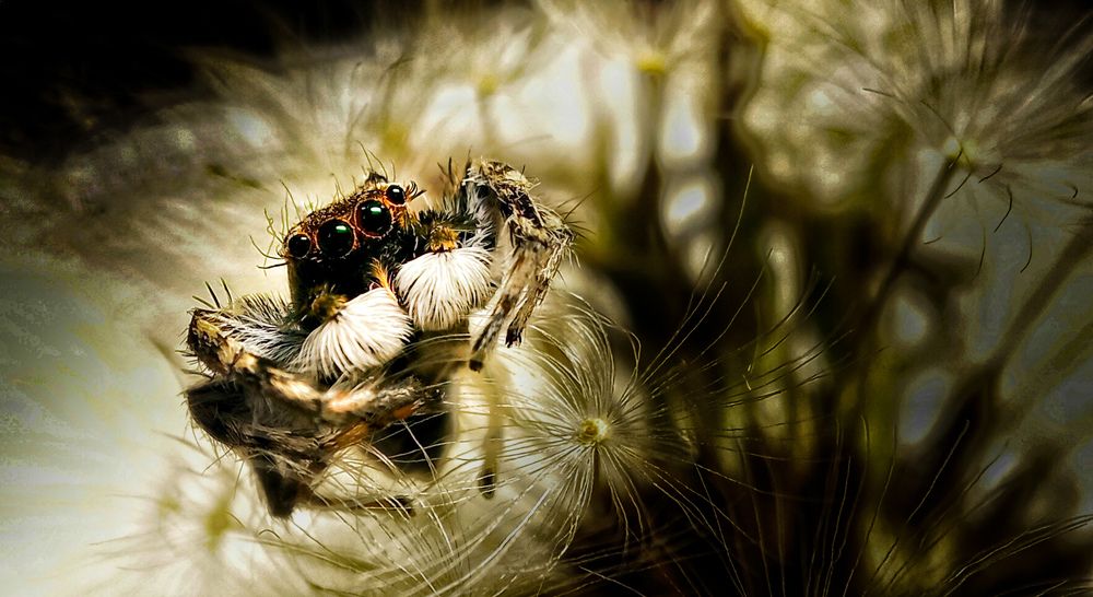 Фотография автора Mahdi Mohammadi