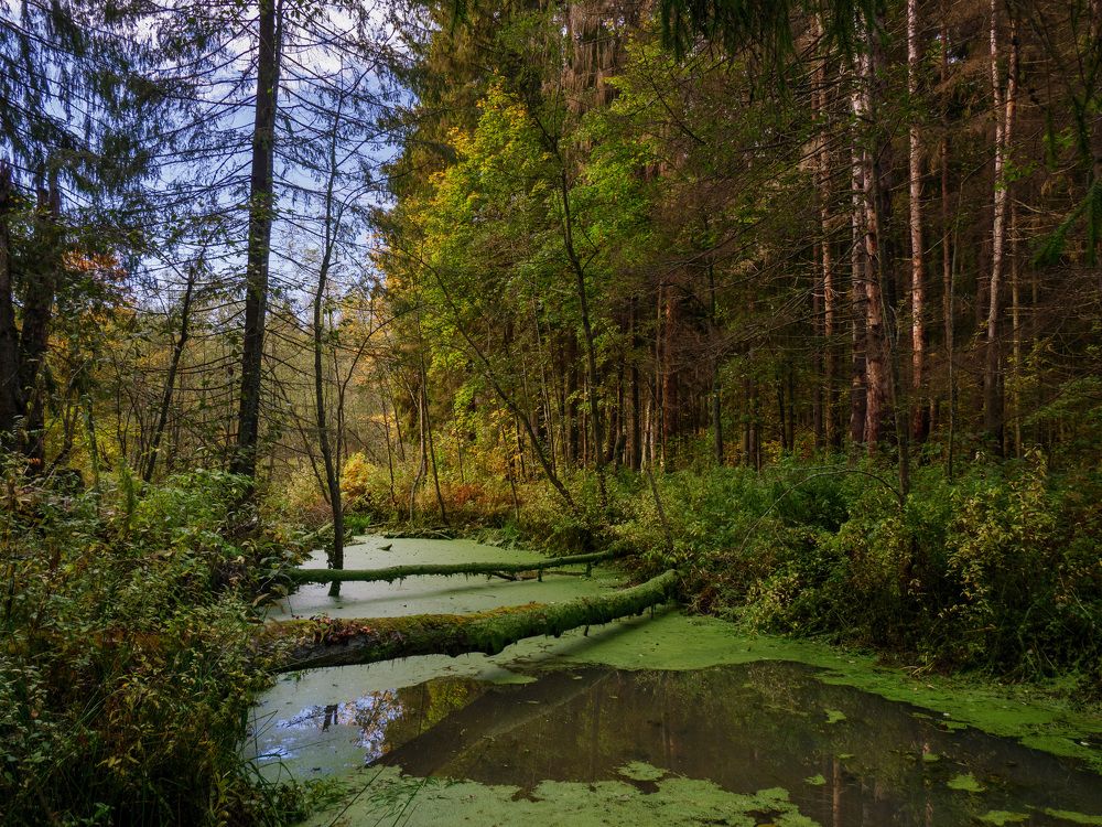 Photograph by Михаил Шохин
