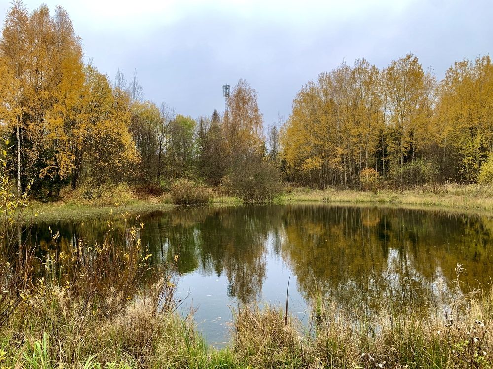 Лесное озеро.