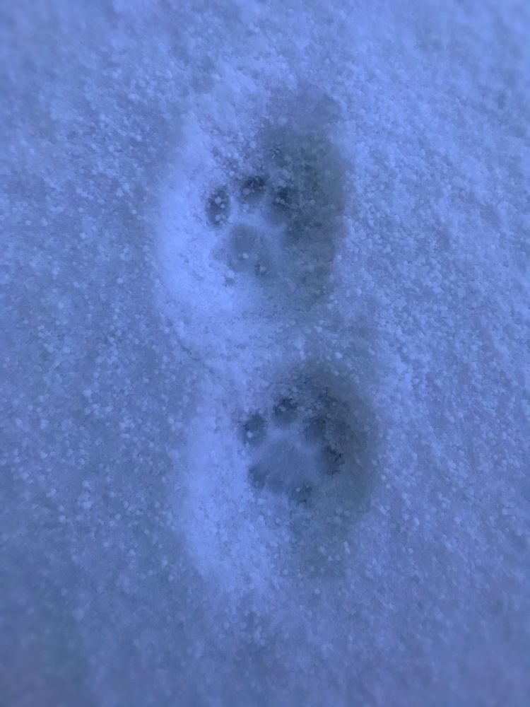 Следы кошачьих лап…