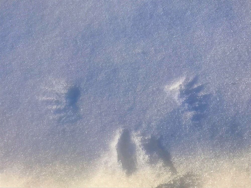 Снежный птичий след…