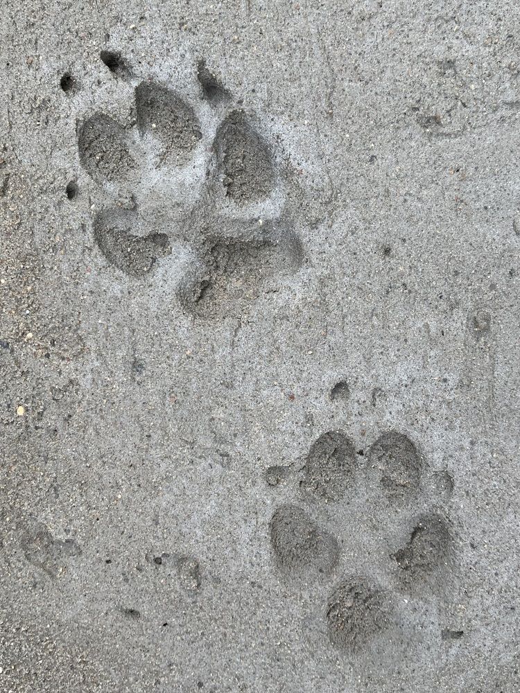 Следы собачки на бетоне..