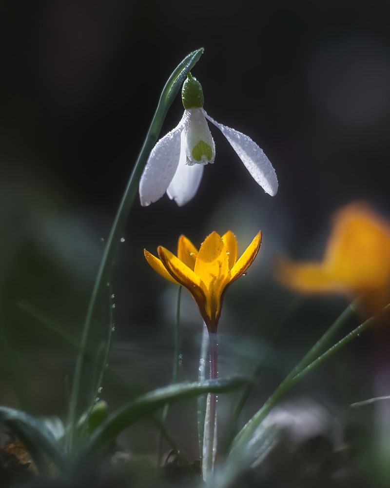 Photograph by Дмитренко Екатерина