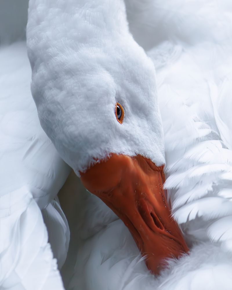 Photograph by Просто Виноград