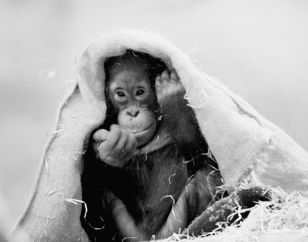 Photograph by Владислав Кравцов