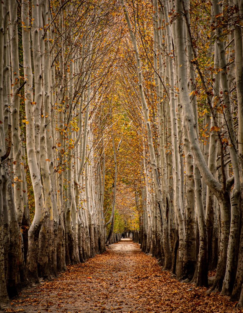 Photograph by وحید ثابت