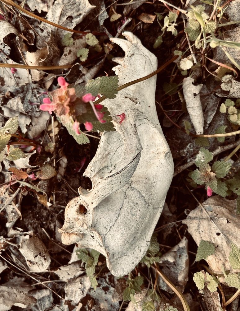 Фотография автора Füleki Elvira