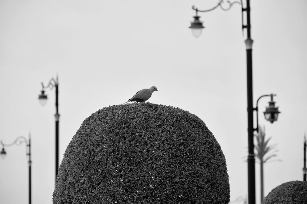 Photograph by Владимир Еремин