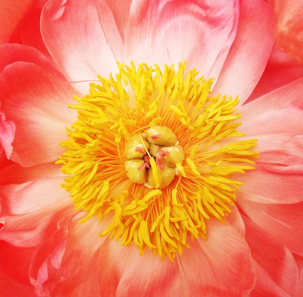 Photograph by Ирина Чагина