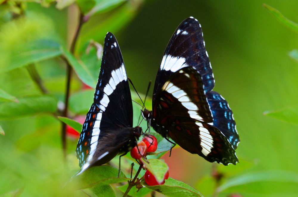 Photograph by Ken Oliver