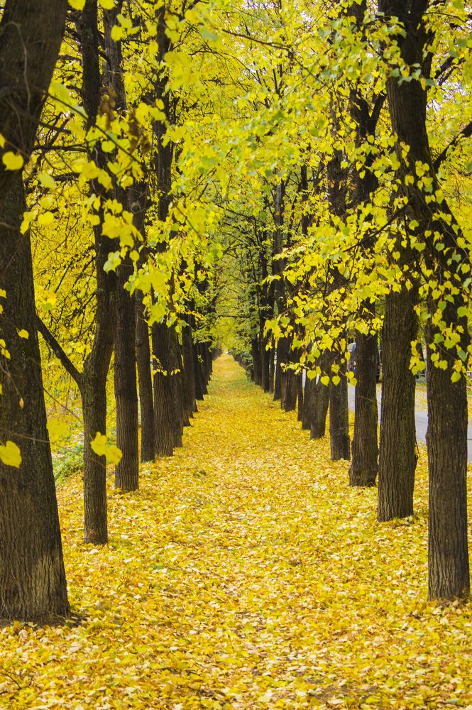 Фотография автора Елена Самофалова