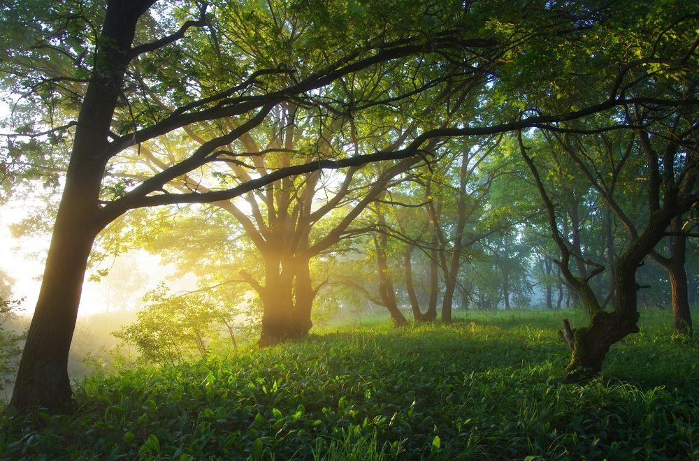 Photograph by Сергей Шляга