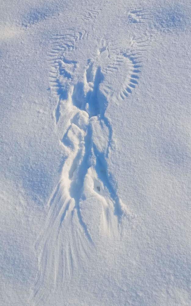 След сороки