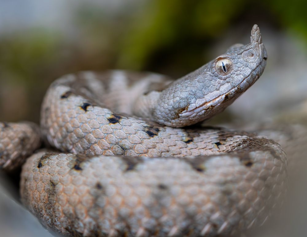 Photograph by George Alexandru Ghiuro