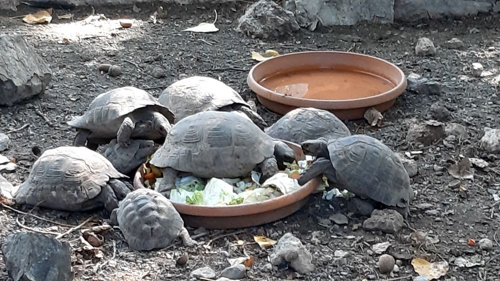 Салат с черепахами