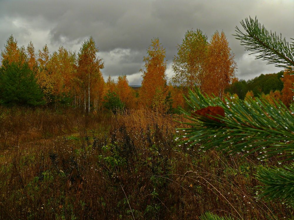 Фотография автора Анатолий Борисов