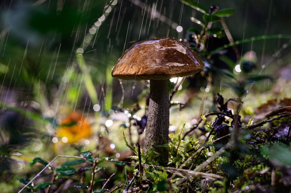 Фотография автора Григорьев Алексей