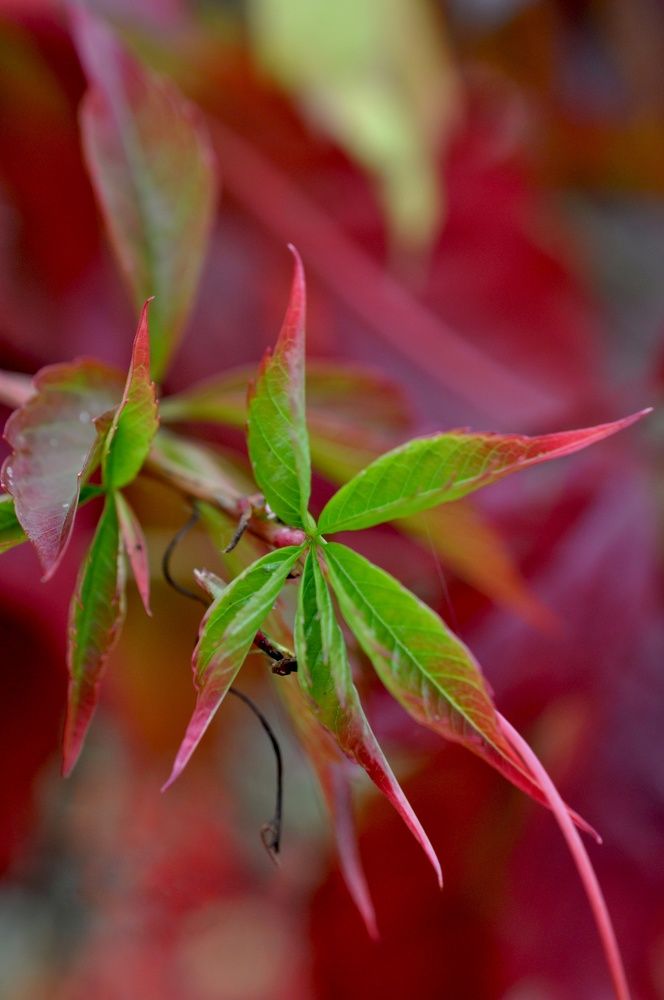 Осенняя палитра