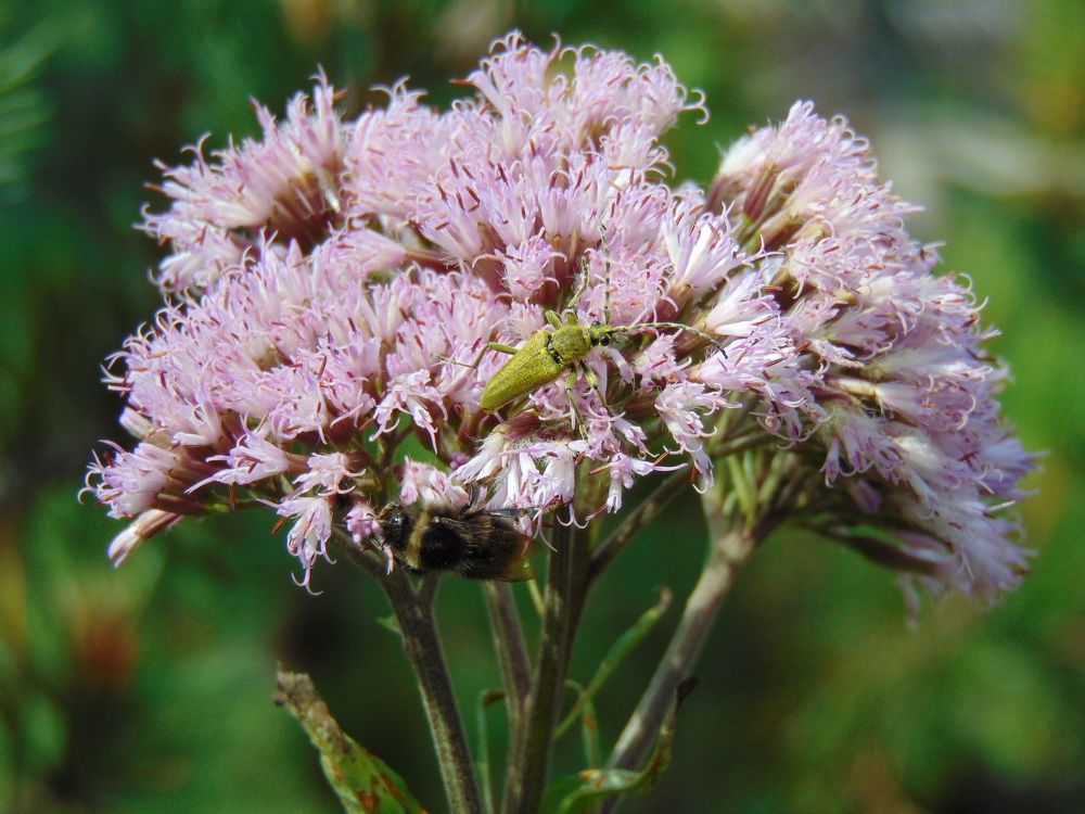 Photograph by Anna Veľasová