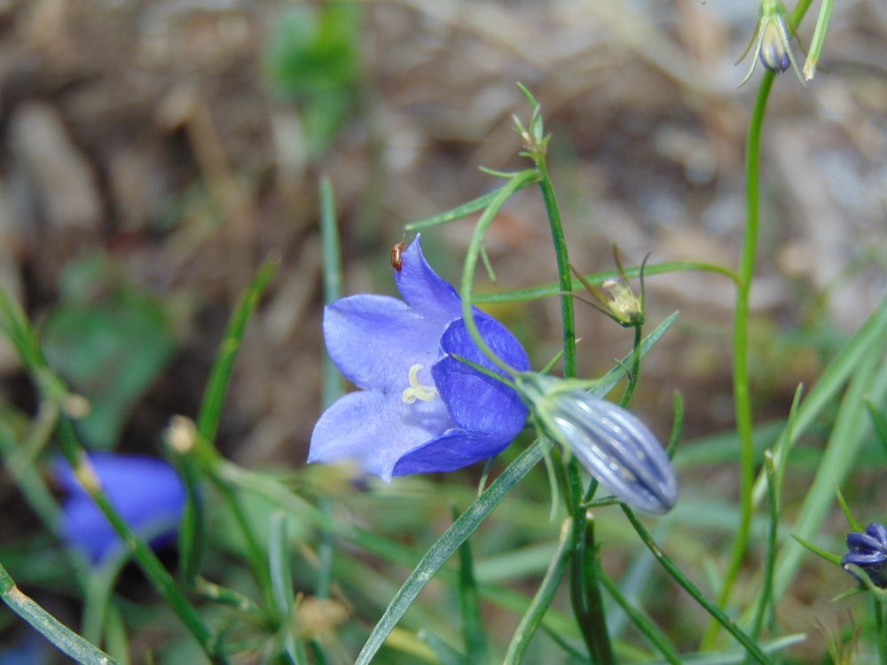 Photograph by Anna Veľasová