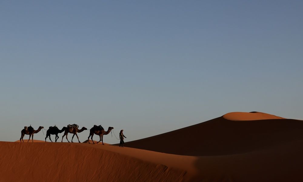 Camels in Sahara desert