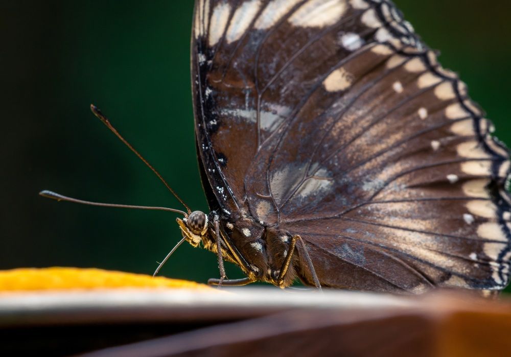 Photograph by Максим Кольцов