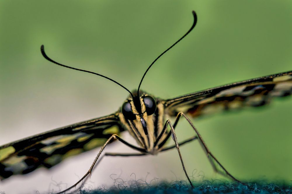 Photograph by Максим Кольцов