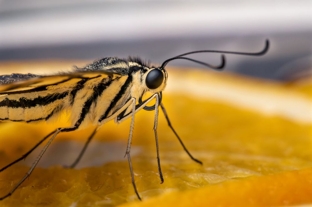 Photograph by Максим Кольцов