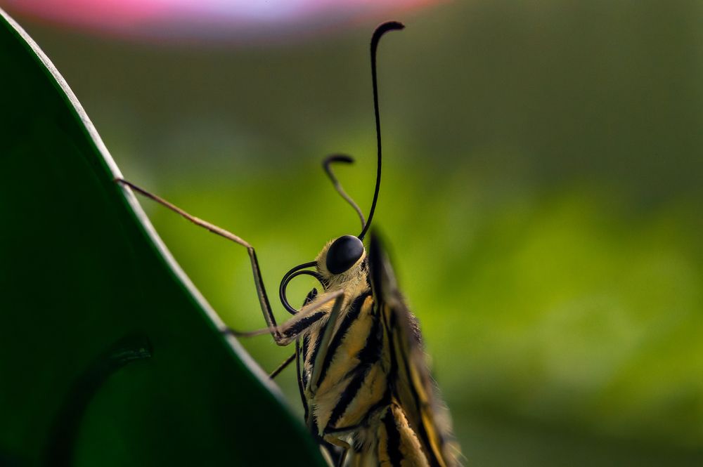 Photograph by Максим Кольцов