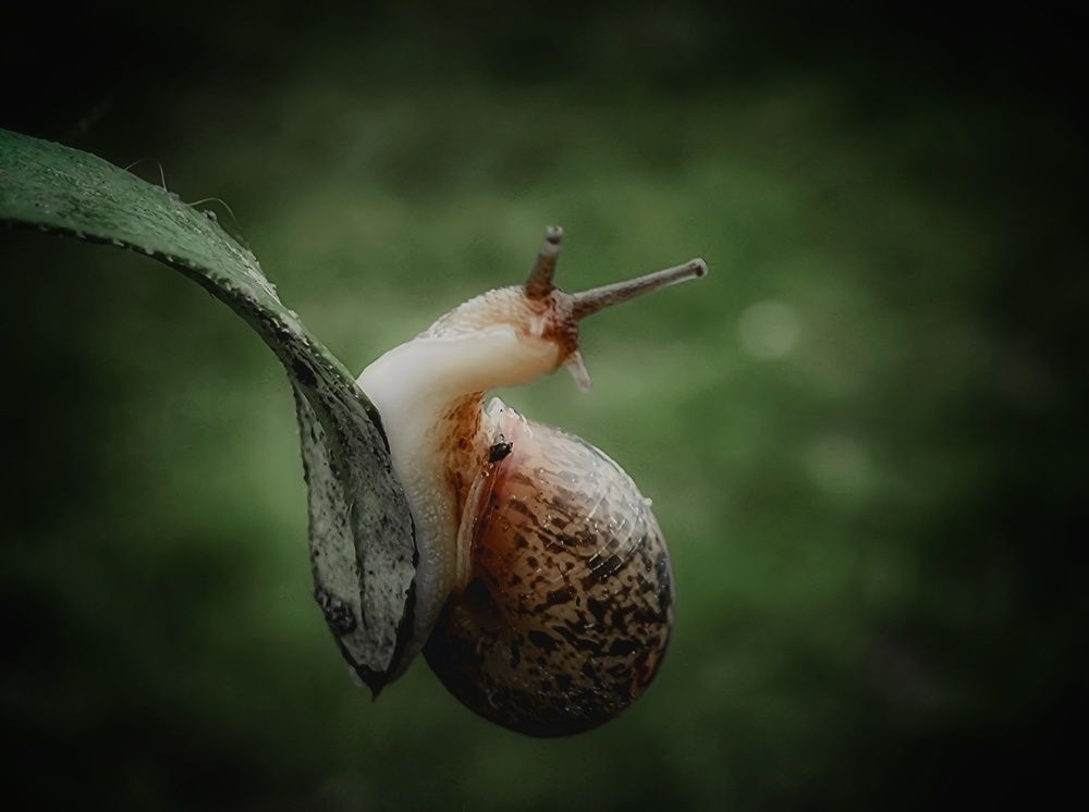 Photograph by Дина Чаица