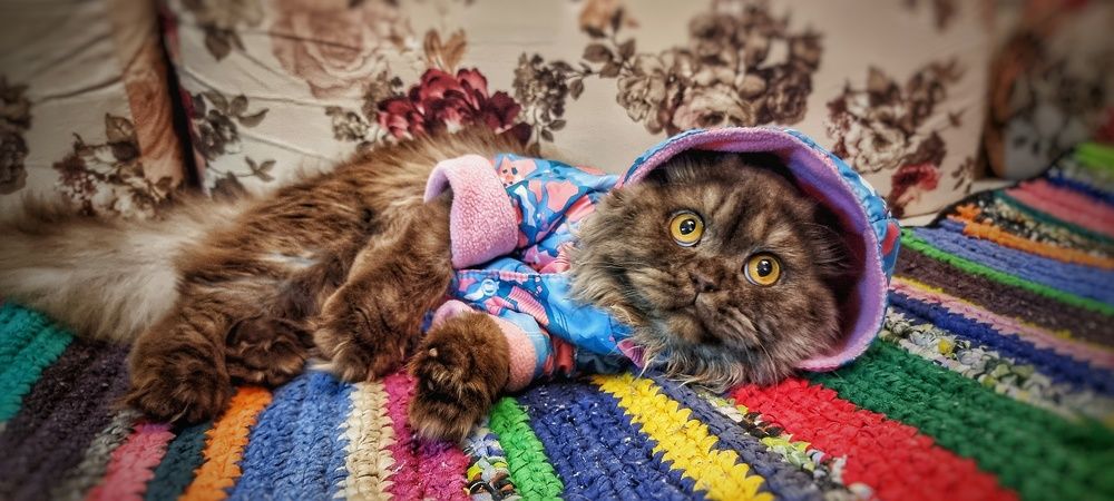 Photograph by Дина Чаица