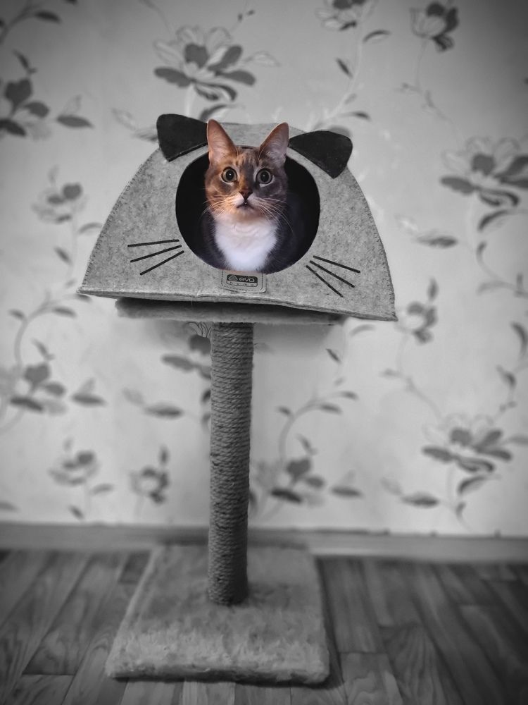 Photograph by Дина Чаица