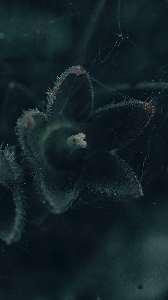 Photograph by Ehsan Fathi