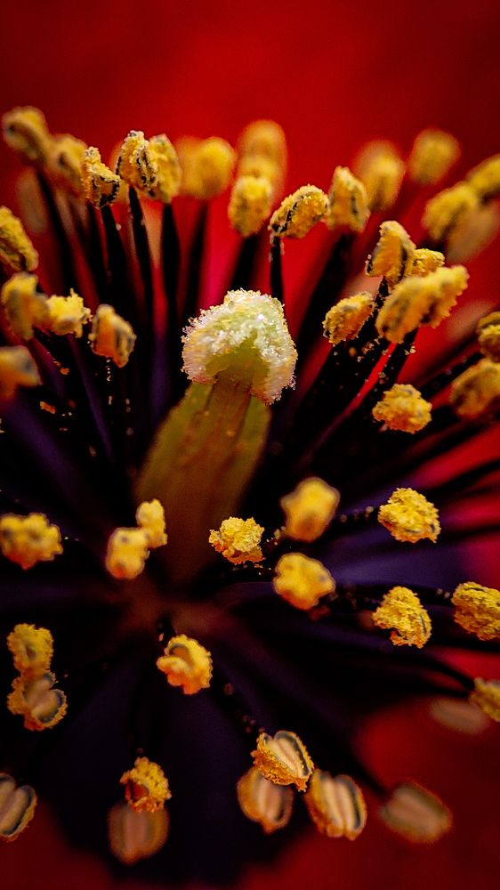 Photograph by Ehsan Fathi