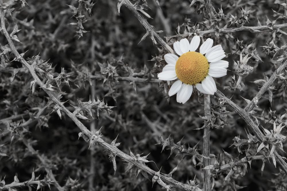 Photograph by Дмитрий Кулемин