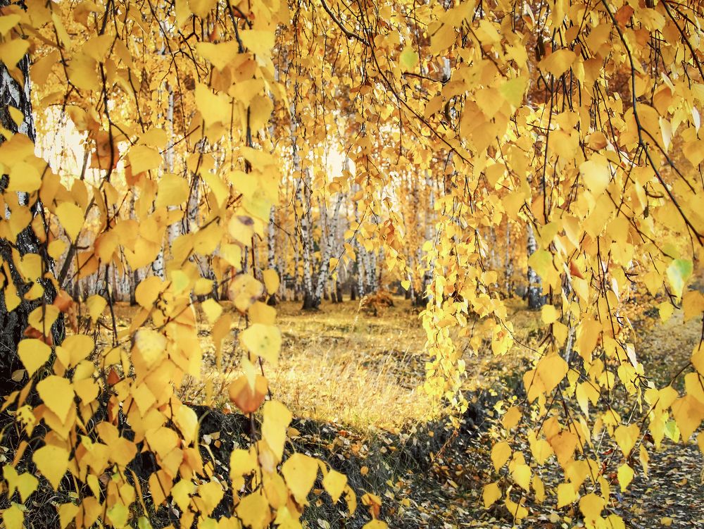 Золотой Октябрь