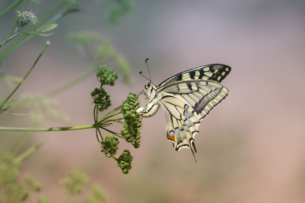 Papilio machaon