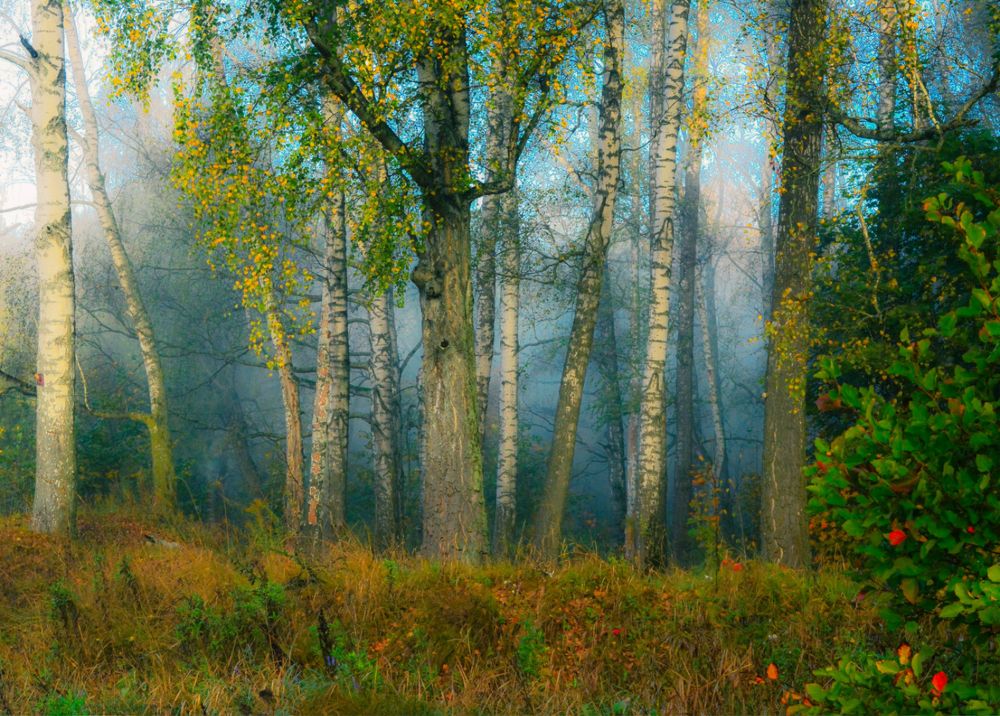 Photograph by Onyx X