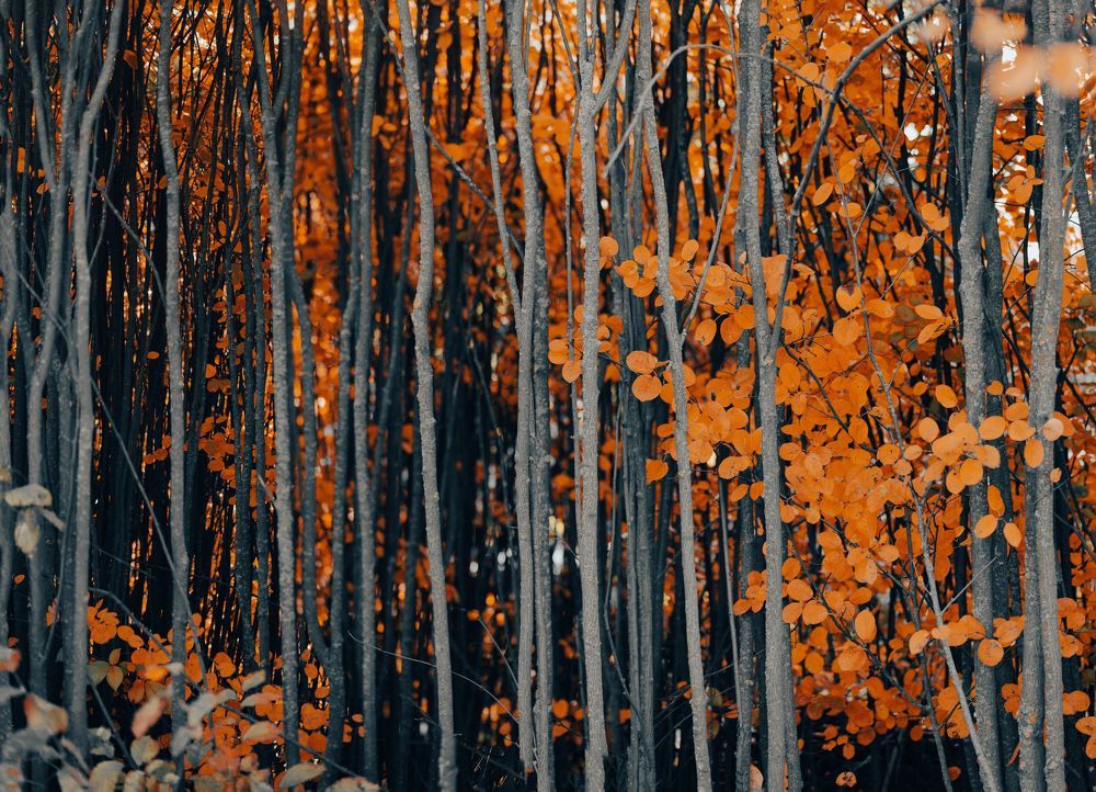 Осенняя пора - очей очарованье