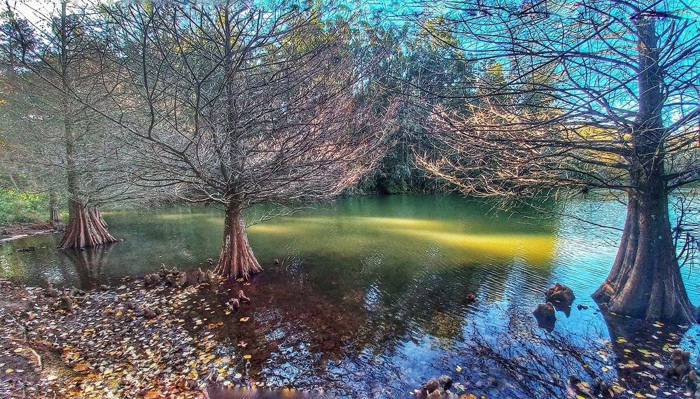 Coníferas Encantadas