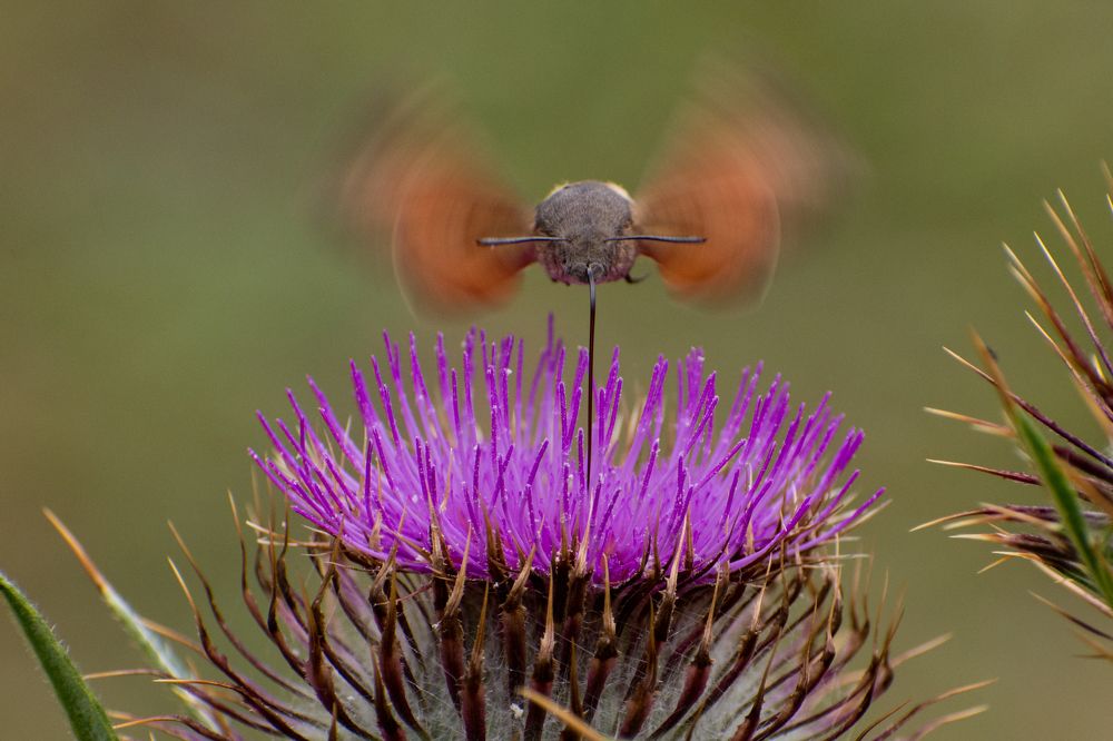 Photograph by Stanko Ratković