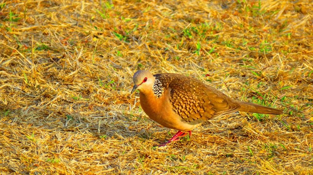 Spotted dove on ground in glowing light